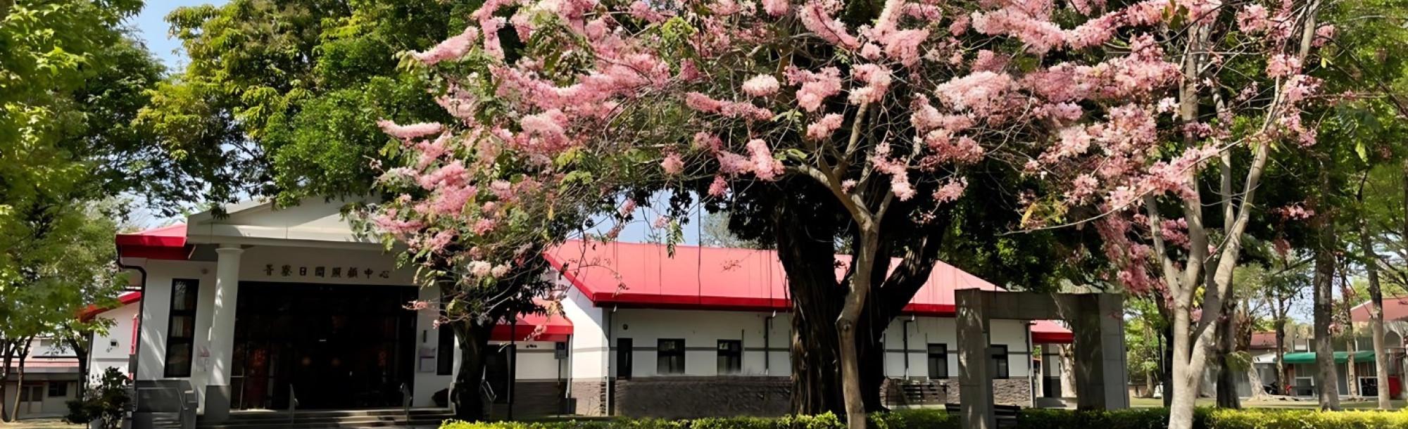 輪播圖-衛生福利部台南教養院花旗木開花一景